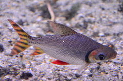 Semaprochilodus insignis