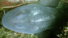 Brachaelurus waddi