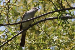 Myiarchus cinerascens