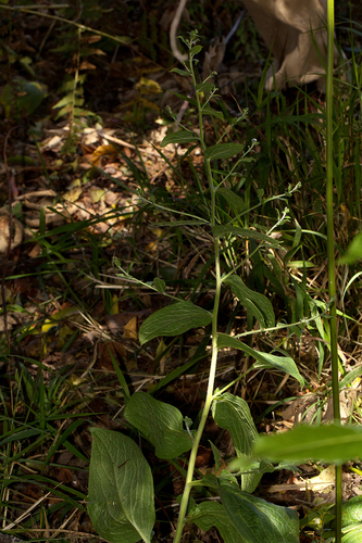 Cynoglossum amplifolium image