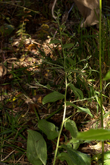 Cynoglossum amplifolium var. amplifolium image