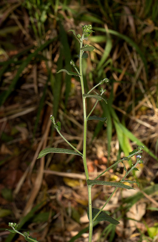 Cynoglossum amplifolium image