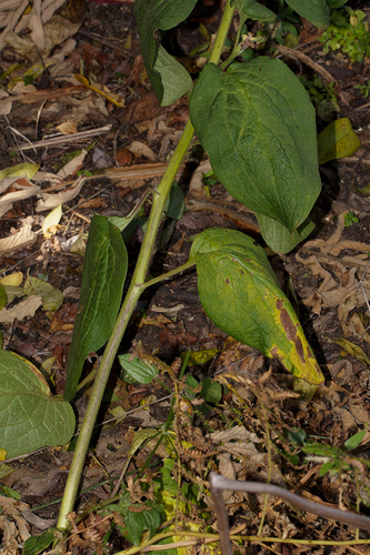 Cynoglossum amplifolium image