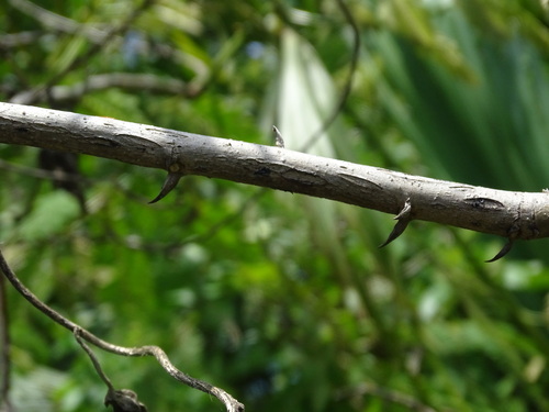 Foto de Orelha-de-macaco