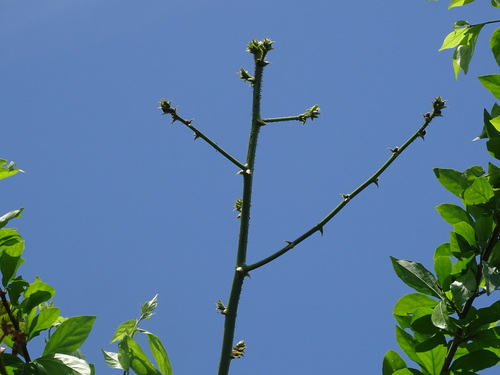 Foto de Orelha-de-macaco