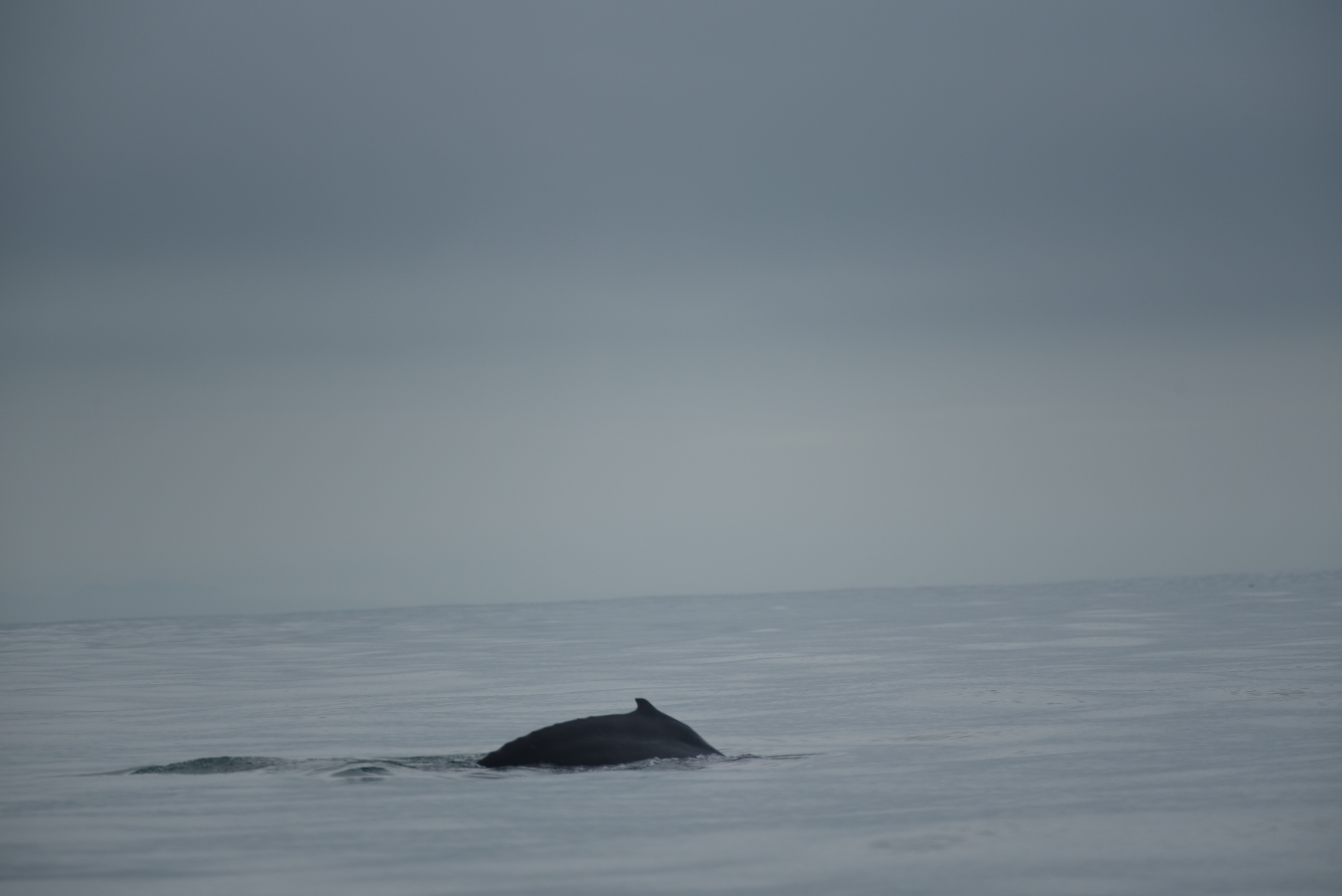 Megaptera novaeangliae kuzira