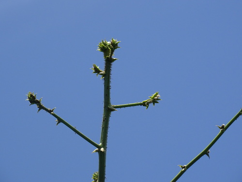 Foto de Orelha-de-macaco