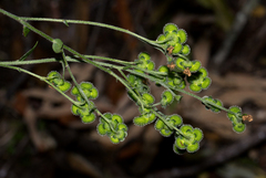 Cynoglossum amplifolium var. amplifolium image