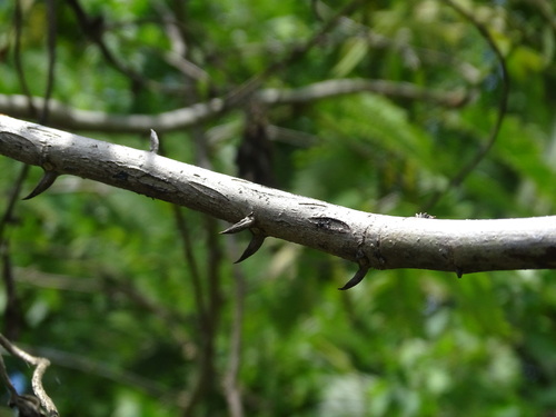 Foto de Orelha-de-macaco