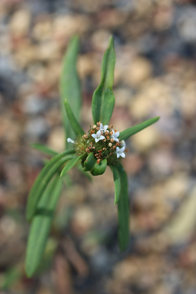 Spermacoce jacobsonii