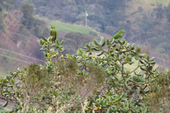 Leptosittaca branickii