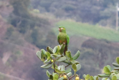 Leptosittaca branickii
