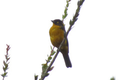 Anisognathus lacrymosus