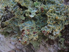 Yarrumia colensoi