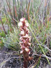 Disa linderiana
