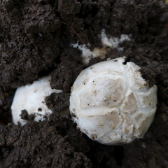 Mycenastrum corium