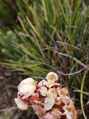Disa linderiana