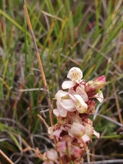 Disa linderiana