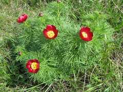 Paeonia tenuifolia