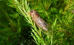 Gelidea torrida