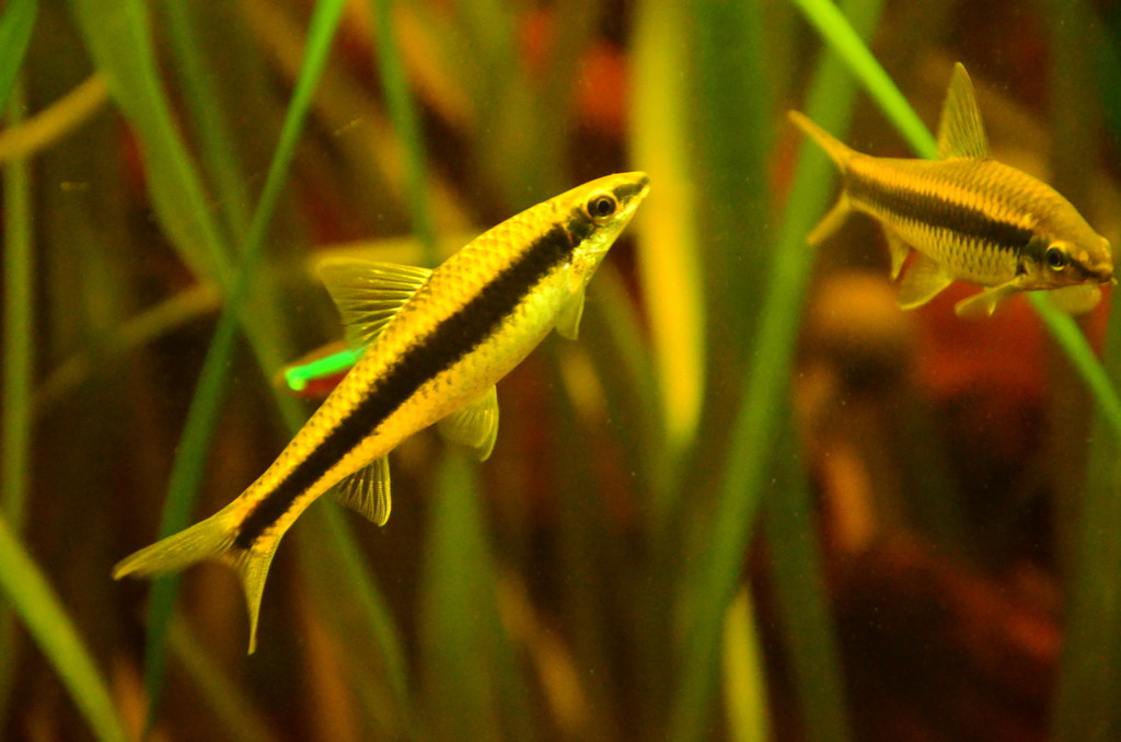 Crossocheilus