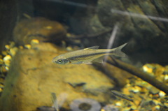 Alburnoides bipunctatus