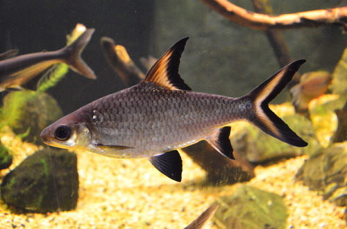Tricolor Sharkminnow