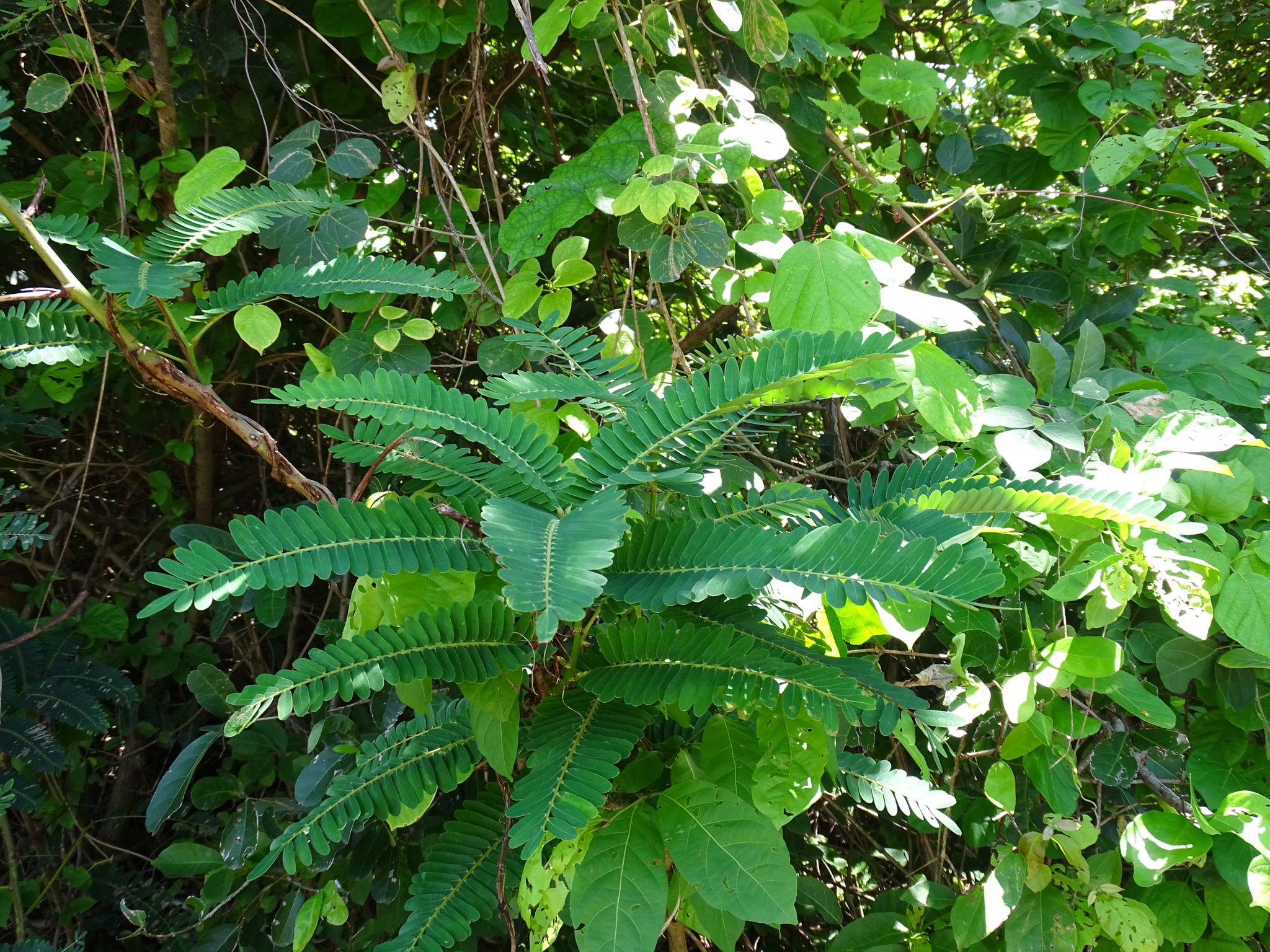 Imagem de Orelha-de-macaco