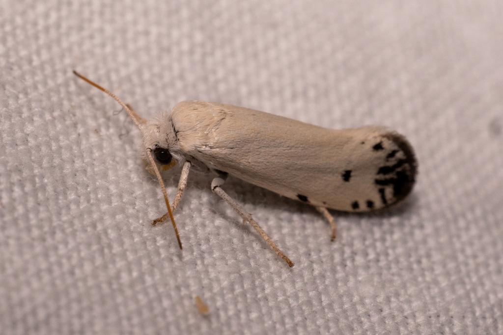Chaparral yucca moth