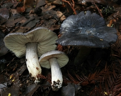 Entoloma medianox