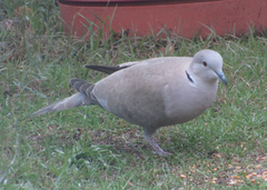 Streptopelia decaocto