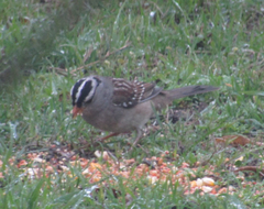 Zonotrichia leucophrys