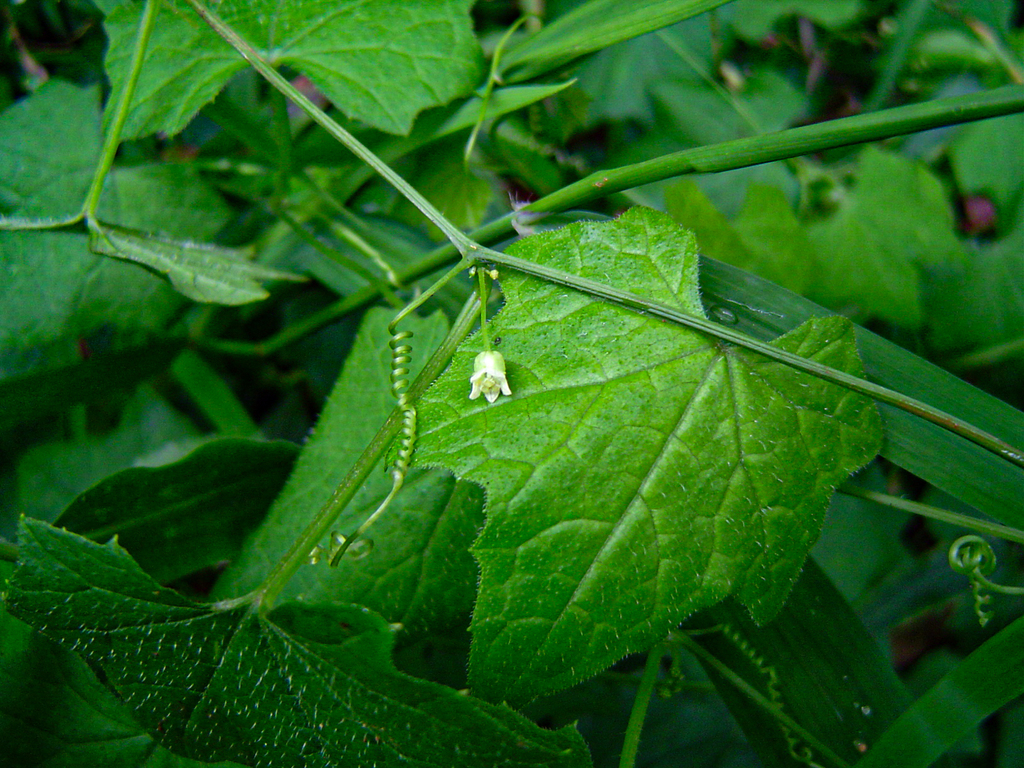 Zehneria minutiflora