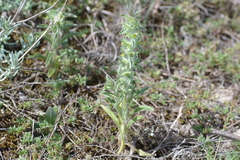 Sideritis montana