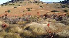 Aloe cameronii var. bondana image