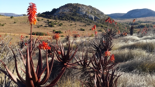 Aloe cameronii image