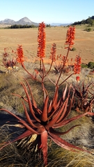 Aloe cameronii var. bondana image