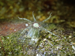 Aulactinia verrucosa