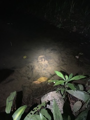 Chelydra acutirostris