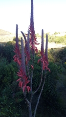 Aloe pretoriensis image