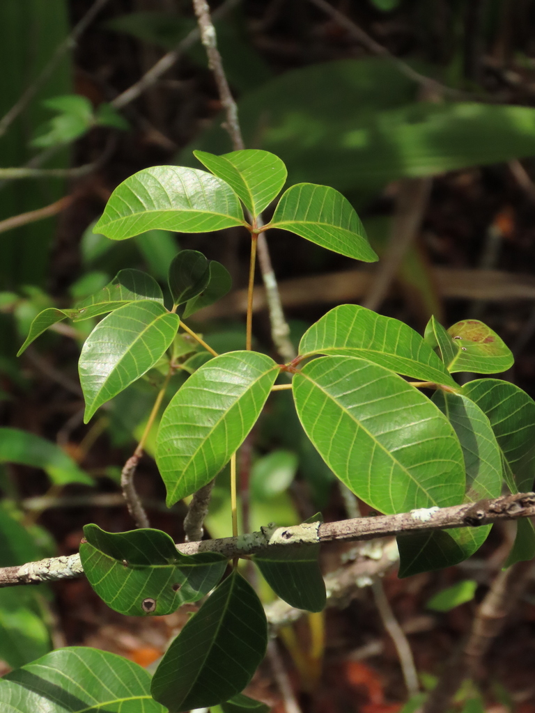 Hevea nitida