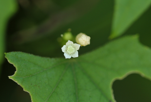 Pilogyne minutiflora image