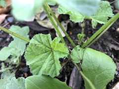 Malva