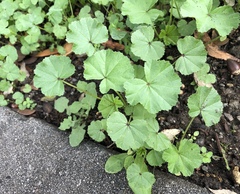Malva