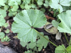 Malva