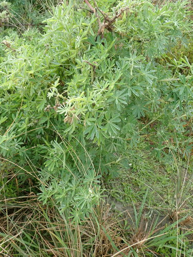 Blue Bush Lupine foliage