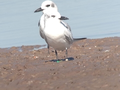 Gelochelidon nilotica