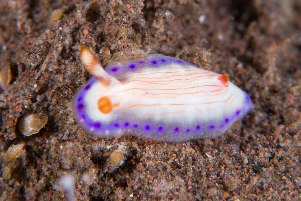 Hypselodoris katherinae