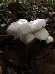 Hygrophorus eburneus image