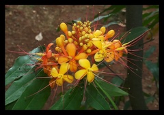 Saraca asoca